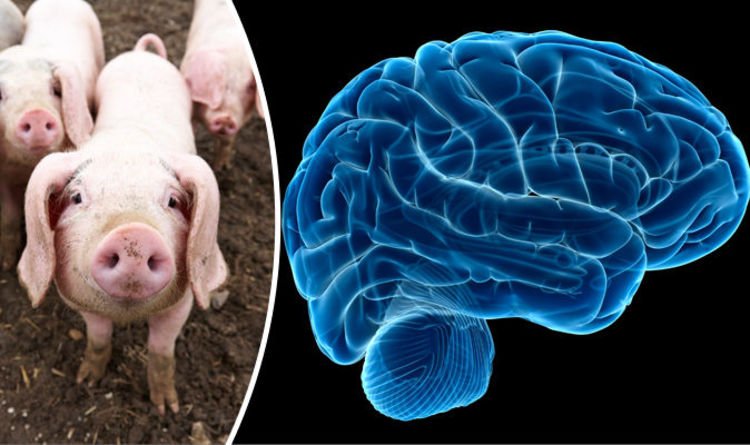 Why Pig Haram Scientifically