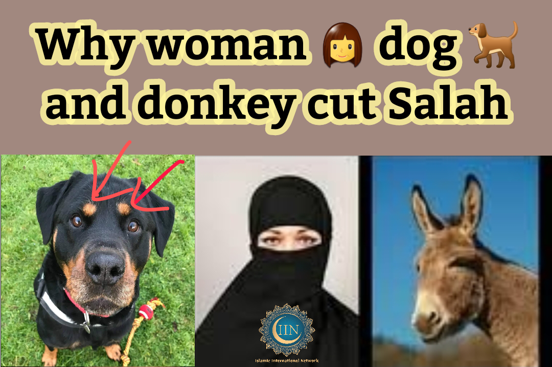 Why Woman cut Salah? Why you kill dogs?